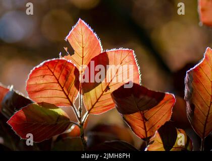 Die Kupferbuche (Fagus sylvatica purpurea) isoliert auf dunklem Hintergrund. Nahaufnahme. Contre Jour. Stockfoto