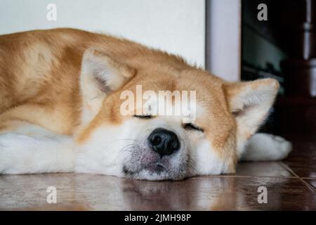 Nahaufnahme der verschwommenen Schnauze eines großen Akita Inu Hundes. Das Tier schlappt und ruht auf dem Boden. Stockfoto