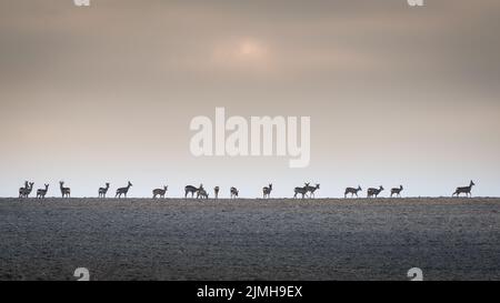 Rotwild, Cervus elaphus, Herde mit Hirschen auf einem Feld bei Sonnenaufgang im Frühjahr. Stockfoto