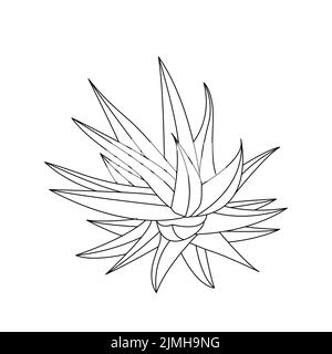 Vektor Hand gezeichnet botanischen Aloe Vera. Vektor. Isolierter Hintergrund. Stock Vektor