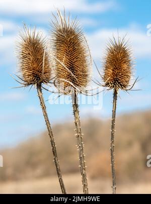 Trockener Dipsacus Sativus-Blütenkopf im Winter. Indischer Teasel (Fuller's Teel) Thistle-Makro. Nahaufnahme. Stockfoto