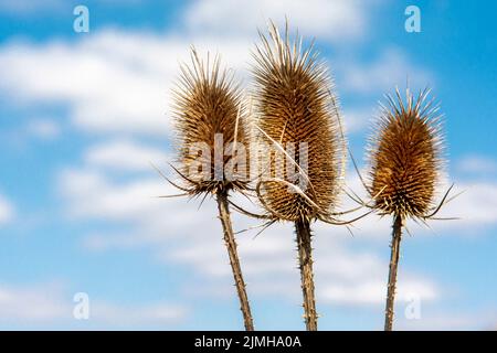 Trockener Dipsacus Sativus-Blütenkopf im Winter. Indischer Teasel (Fuller's Teel) Thistle-Makro. Nahaufnahme. Stockfoto