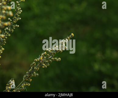 Wermut (Artemísia absínthium). Wermutmast, Blätter und Wermutblumen. Kosmetik und medizinische Pflanze. Stockfoto