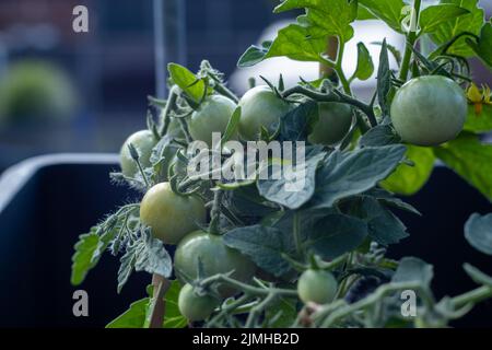 Im Sommer auf einem Balkon in einem Hochbett selbst angebaute Tomaten Stockfoto