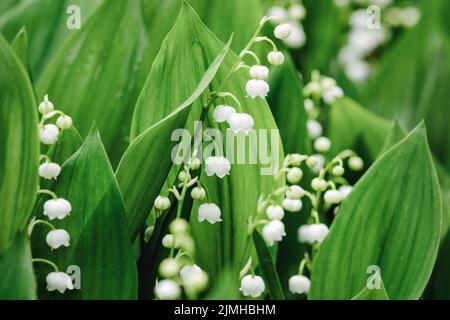 Lilien des Tales wachsen im Garten, Frühling Natur Hintergrund Stockfoto