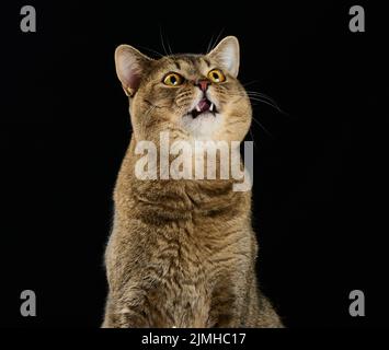 Nette Erwachsene graue Katze schottische gerade Katze sitzt auf einem schwarzen Hintergrund und schaut nach oben Stockfoto