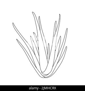 Vektor Hand gezeichnet botanischen Aloe Vera. Vektor. Isolierter Hintergrund. Stock Vektor