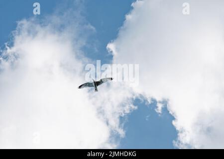 Vogel im Flug, Möwe fliegt am Himmel gegen Wolken Stockfoto