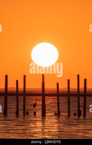 Ein Reiher steht unter einem Pier, während die Sonne über der Mobile Bay von Fairhope, Alabama aus gesehen, untergeht. Stockfoto