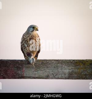 Gewöhnlicher Turmfalke auf einer Stange, der seine Beute eine kleine Maus frisst Stockfoto