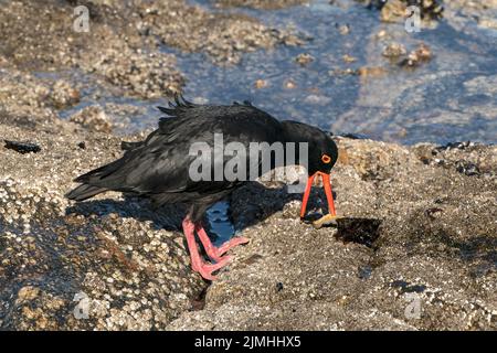 Afrikanische schwarze Austernfischer, Heamatopus moquini, Alleinfalter an der felsigen Küste, Luderitz, Namibia Stockfoto