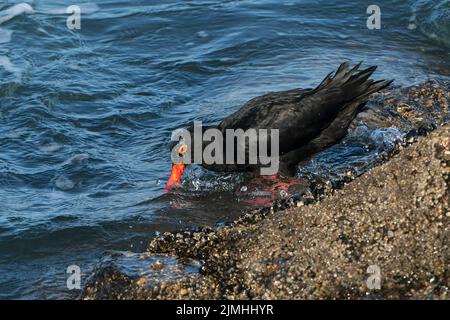 Afrikanische schwarze Austernfischer, Heamatopus moquini, Alleinfalter an der felsigen Küste, Luderitz, Namibia Stockfoto