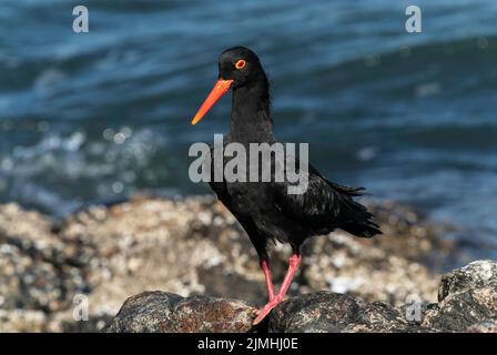 Afrikanische schwarze Austernfischer, Heamatopus moquini, Alleinfalter an der felsigen Küste, Luderitz, Namibia Stockfoto