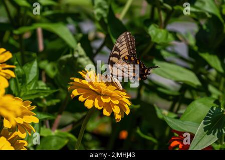 Östlicher Tiger Schwalbenschwanzschmetterling auf Zinnia blüht. Der Schwalbenschwanz ragt hoch in Bäumen und flattert in Gärten auf der Suche nach Nektar Stockfoto