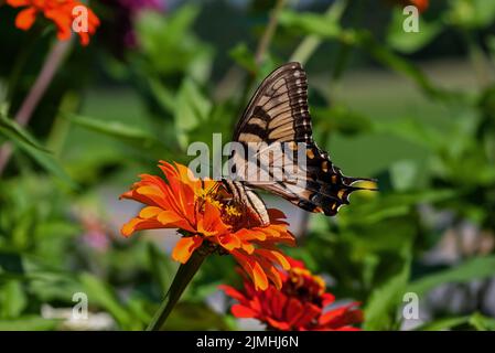 Östlicher Tiger Schwalbenschwanzschmetterling auf Zinnia blüht. Der Schwalbenschwanz ragt hoch in Bäumen und flattert in Gärten auf der Suche nach Nektar Stockfoto