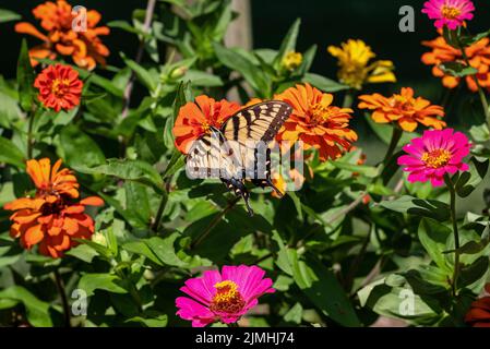 Östlicher Tiger Schwalbenschwanzschmetterling auf Zinnia blüht. Der Schwalbenschwanz ragt hoch in Bäumen und flattert in Gärten auf der Suche nach Nektar Stockfoto