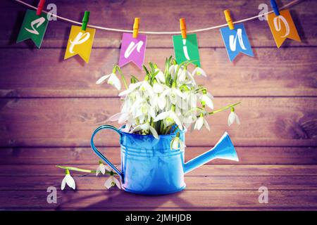 Buntes Schneeglößchen-Bouquet in einer Gießkannen. Konzept von Frühling und Gartenarbeit. Stockfoto