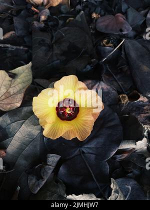 Blume des Hibiscus tiliaceus auf einem schwarzen Blatt Stockfoto