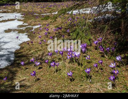 Blühender violetter Crocus heuffelianus (Crocus vernus) Alpenblumen im Frühling Karpaten-Bergwald, Ukraine. Stockfoto