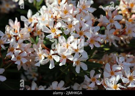Blüten von Clematis (Clematis montana), die auf einem Zaun in einem Garten wachsen Stockfoto
