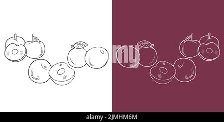 Vektor: Pflaumenfrucht-Doodle. Eine halbe Pflaume und eine Scheibe, isoliert auf weißem und violettem Hintergrund. Stock Vektor