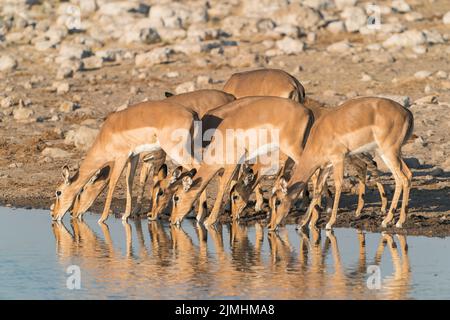 Schwarzgesichtes Impala, Aepyceros melampus petersi, Gruppe von Erwachsenen, die im Wasserloch des Etosha National Park, Namibia, trinken Stockfoto