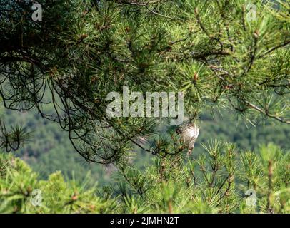 Weißes, seidenes Nest der Kiefernprozessionärmotte (thaumetopoea pityocampa) Stockfoto