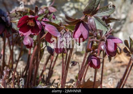 Weihnachtsrose (Helleborus niger) blüht im Garten. Blühende schwarze Hellebore-Blüten. Stockfoto