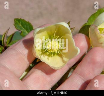 Weihnachtsrose (Helleborus niger) blüht im Garten. Blühende schwarze Hellebore-Blüten. Stockfoto