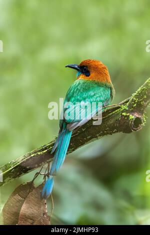 Broad-billed Motmot - Electron platyrhynchum, la Fortuna Costa Rica Stockfoto