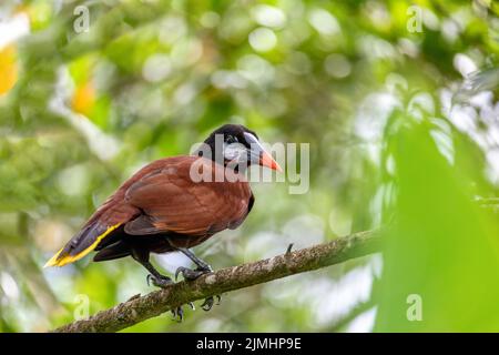 Montezuma Oropendola - Psarocolius montezuma, La Fortuna Costa Rica Stockfoto
