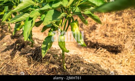 Bush von grünem Pfeffer in landwirtschaftlichen Feld. Ernte frischer Bio-Paprika auf einem Busch auf der Plantage. Appetitlich frisches Bio-Gemüse Ernte Stockfoto