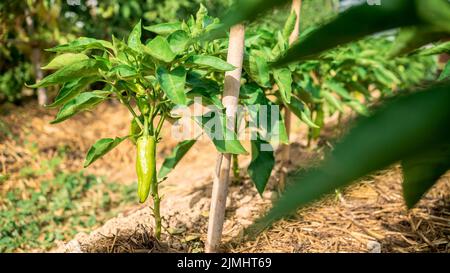 Bush von grünem Pfeffer in landwirtschaftlichen Feld. Ernte frischer Bio-Paprika auf einem Busch auf der Plantage. Appetitlich frisches Bio-Gemüse Ernte Stockfoto