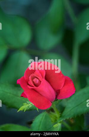 Eine einzelne rote Rose in der Mitte der Blüte auf einem üppigen grünen Rosenbusch Hintergrund im Frühjahr, Sommer oder Herbst in Lancaster, Pennsylvania Stockfoto