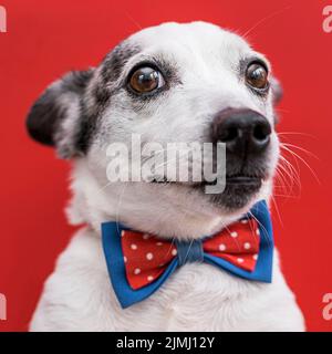 Nahaufnahme schönen Hund mit Fliege Stockfoto