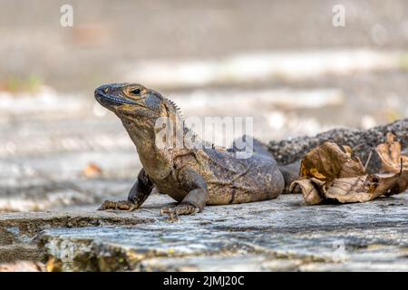 Schwarzer Stachelschwanziguan (Ctenosaura similis), Nationalpark Carara, Tierwelt Costa Ricas Stockfoto