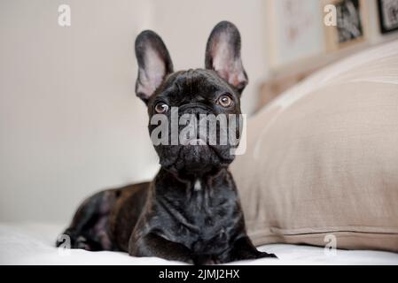 Nahaufnahme einer hübschen kleinen französischen Bulldogge Stockfoto