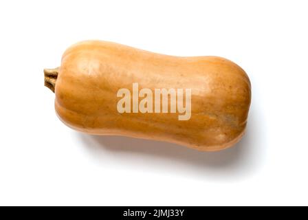 Butternut-Kürbis isoliert auf weißem Hintergrund Stockfoto