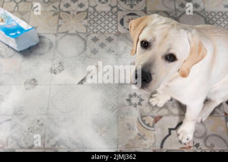 Labrador Hund schaut mit schuldhafter Aussage, sitzt neben einem umgedrehten Paket Mehl auf dem Boden gestreut Stockfoto