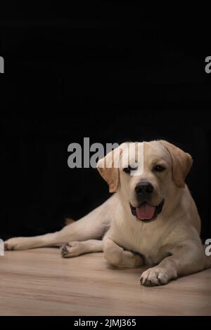 Labrador Retriever Hund, der die Kamera anschaut, mit einer Zunge, die auf Schwarz hängt Stockfoto