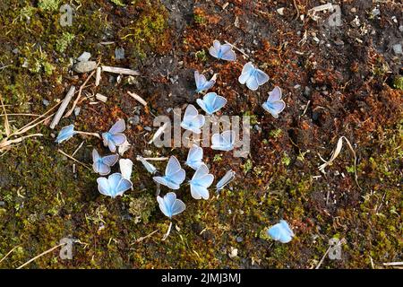 Polyommatus amandus, blau, männlich, Stockfoto