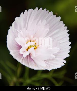 Cosmos bipinnatus „Cupcakes Blush“ Stockfoto