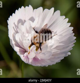 Eine Honigbiene feiert auf Cosmos 'Cupcakes Blush' Stockfoto