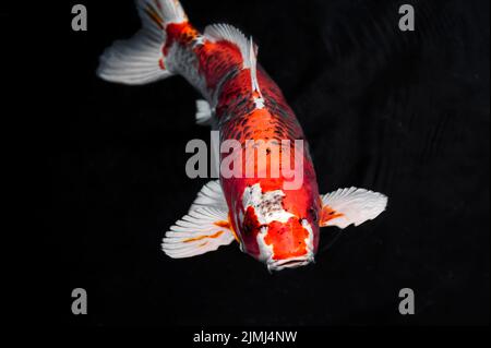 Draufsicht farbenfrohe Koi-Fische Stockfoto