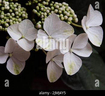 Hortensia Macrophylla White Stockfoto