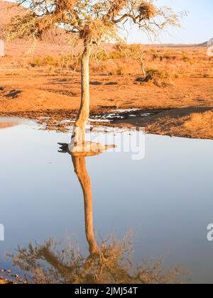 Ein Baum spiegelte sich in ruhigem Wasser in friedlicher afrikanischer Landschaft wider. Stockfoto