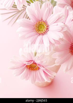 Rosa Gerbera daisy flower Stockfoto