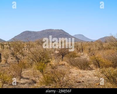 Flaches Gestrüpp durch flache, typisch afrikanische Landschaft mit entferntem Hügel. Stockfoto