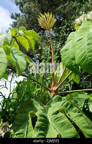 Tetrapanax Papyrifer allgemein bekannt als Reispapierpflanze Stockfoto