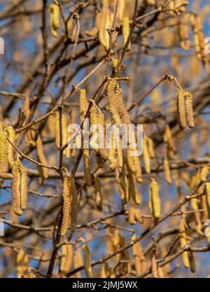 Die Haselnuss (Corylus avellana) männliche Kätzchen im Winter. Stockfoto